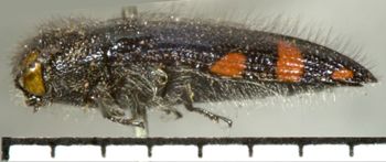 Media type: image;   Entomology 8032 Aspect: habitus lateral view